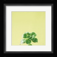 Succulent Simplicity VII Framed Print
