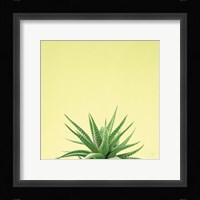 Succulent Simplicity I Framed Print