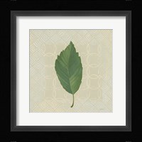 Forest Leaves III no Lines Framed Print
