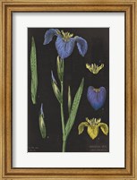 Iris Chart Fine Art Print