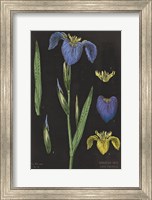 Iris Chart Fine Art Print