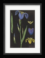 Iris Chart Fine Art Print