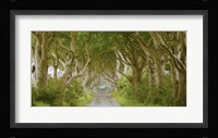 The Dark Hedges, Ireland Fine Art Print