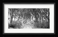 The Dark Hedges, Ireland (BW) Fine Art Print