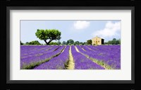 Lavender Fields, France Fine Art Print