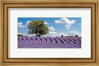 Lavender Field in Provence, France Fine Art Print