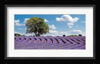 Lavender Field in Provence, France Fine Art Print