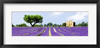 Lavender Fields, France Fine Art Print