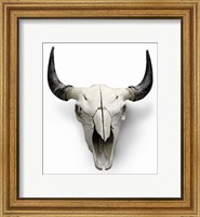 Cow Skull Fine Art Print