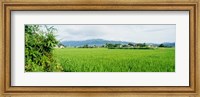 Rice Field at Sunrise, Kyushu, Japan Fine Art Print