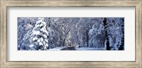 Road passing through Snowy Forest in Winter, Yosemite National Park, California Fine Art Print