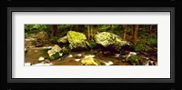 Stream flowing through a Forest, Great Smoky Mountains National Park, Tennessee Fine Art Print