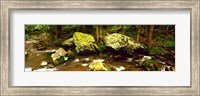 Stream flowing through a Forest, Great Smoky Mountains National Park, Tennessee Fine Art Print