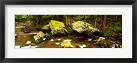 Stream flowing through a Forest, Great Smoky Mountains National Park, Tennessee Fine Art Print