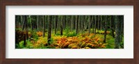 Cinnamon Ferns and Red Spruce Trees in Autumn, Acadia National Park, Maine Fine Art Print