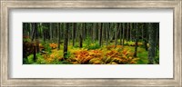Cinnamon Ferns and Red Spruce Trees in Autumn, Acadia National Park, Maine Fine Art Print