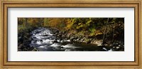 River Flowing through a Forest, Chittenango Creek, New York State Fine Art Print