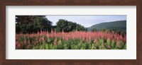 Purple Loosestrife Flowers in a Field, Forillon National Park, Quebec, Canada Fine Art Print