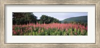 Purple Loosestrife Flowers in a Field, Forillon National Park, Quebec, Canada Fine Art Print