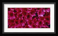Red Azaleas, Sacramento, California Fine Art Print