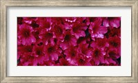 Red Azaleas, Sacramento, California Fine Art Print