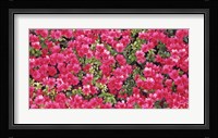 Red Azalea Flowers, Sacramento, California Fine Art Print