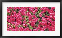 Red Azalea Flowers, Sacramento, California Framed Print