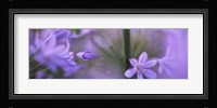 African Lily, Sacramento, California Fine Art Print
