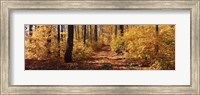 Trees in Autumn, Stowe, Lamoille County, Vermont Fine Art Print
