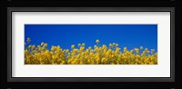 Rape Field in Bloom under Blue Sky Fine Art Print