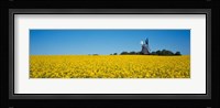 Oilseed Rape Crop with a Traditional windmill, Germany Fine Art Print