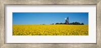 Oilseed Rape Crop with a Traditional windmill, Germany Fine Art Print
