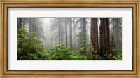 Trees in Misty Forest Fine Art Print