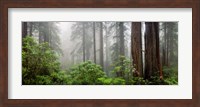 Trees in Misty Forest Fine Art Print