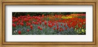 Tulips Blooming in St. James's Park, London, England Fine Art Print