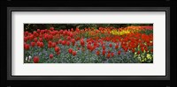 Tulips Blooming in St. James's Park, London, England Fine Art Print