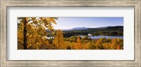 Trees in Autumn, Grand Teton National Park, Wyoming Fine Art Print