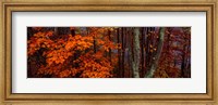 Trees in Forest, Great Smoky Mountains National Park, North Carolina Fine Art Print