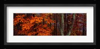Trees in Forest, Great Smoky Mountains National Park, North Carolina Fine Art Print