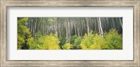 Aspen Trees in a Forest, Utah Fine Art Print