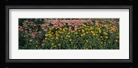 Field of Flowers in Bloom, Marion County, Illinois Fine Art Print