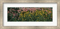 Field of Flowers in Bloom, Marion County, Illinois Fine Art Print