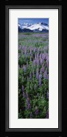 Lupine Flowers in Bloom, Turnagain Arm, Alaska Fine Art Print