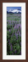 Lupine Flowers in Bloom, Turnagain Arm, Alaska Fine Art Print