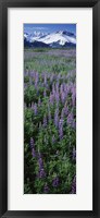 Lupine Flowers in Bloom, Turnagain Arm, Alaska Fine Art Print
