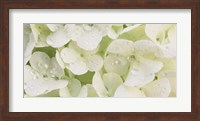 Close-up of Snowball Bush Flowers with Mist Droplets, Sacramento, California Fine Art Print