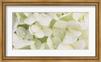 Close-up of Snowball Bush Flowers with Mist Droplets, Sacramento, California Fine Art Print