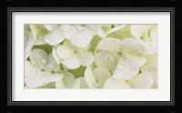 Close-up of Snowball Bush Flowers with Mist Droplets, Sacramento, California Fine Art Print