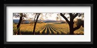 Vines in Far Niente Winery, Napa Valley, California Fine Art Print