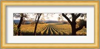 Vines in Far Niente Winery, Napa Valley, California Fine Art Print